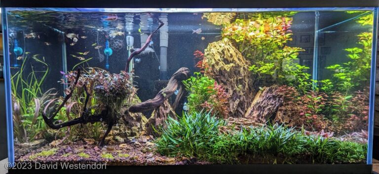 Emma’s Underwater Oasis