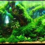 Somewhere only we know - Aqua Plants Hub