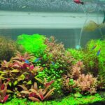 Pandora in spring - Aqua Plants Hub