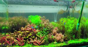 Pandora in spring - Aqua Plants Hub