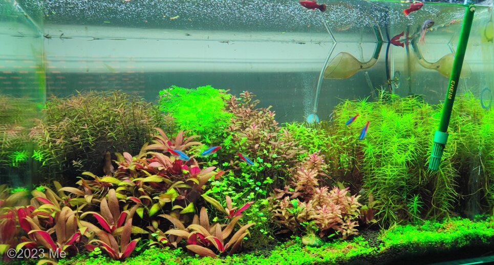 Pandora in spring - Aqua Plants Hub