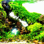 Halo - Aqua Plants Hub