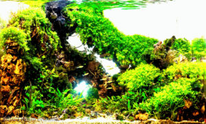 Halo - Aqua Plants Hub