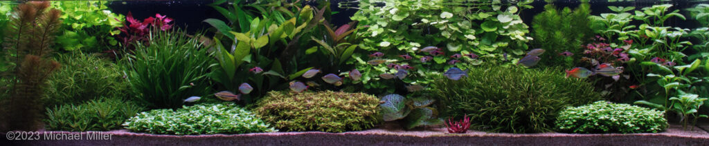 The Second Hand of Carew - Aqua Plants Hub