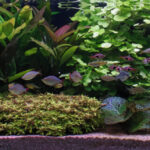 The Second Hand of Carew - Aqua Plants Hub