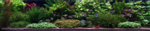 The Second Hand of Carew - Aqua Plants Hub