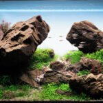 Stay in a mountain - Aqua Plants Hub