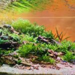 Clarice - The Bright. - Clarice – The Bright. - Aqua Plants Hub