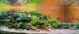 Clarice - The Bright. - Clarice – The Bright. - Aqua Plants Hub