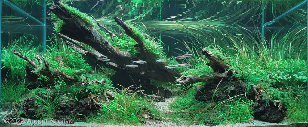 Green Breeze - Aqua Plants Hub