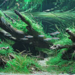 Green Breeze - Aqua Plants Hub