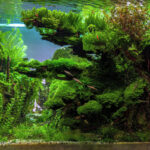 Renewal - Renewal (AGA 2023 #585) - Aqua Plants Hub