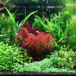 Flowers blooming at night - Aqua Plants Hub