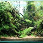 Twins - Aqua Plants Hub