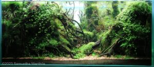 Twins - Aqua Plants Hub