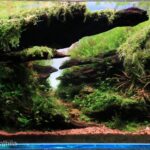 wild secrete - Aqua Plants Hub