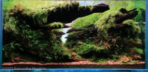 wild secrete - Aqua Plants Hub