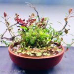Dream - Aqua Plants Hub