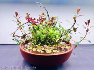 Dream - Aqua Plants Hub