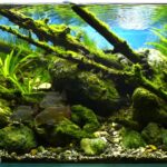 with water - Aqua Plants Hub