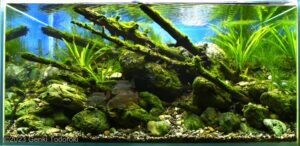 with water - Aqua Plants Hub