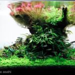 grace - Aqua Plants Hub