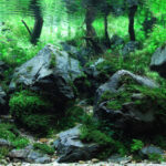 Rocky Forest - Aqua Plants Hub