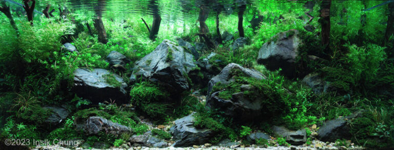 Rocky Forest