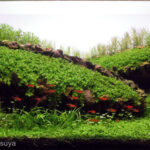 Old-Fashioned - Aqua Plants Hub