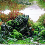 Inspired by memories - Aqua Plants Hub
