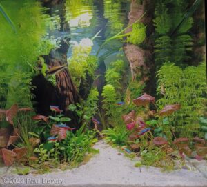 TARDIS - Aqua Plants Hub