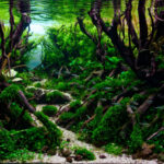 Mangroves the nature’s guardians - Aqua Plants Hub