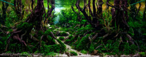 Mangroves the nature’s guardians - Aqua Plants Hub