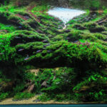 Cascade - Aqua Plants Hub