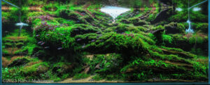 Cascade - Aqua Plants Hub
