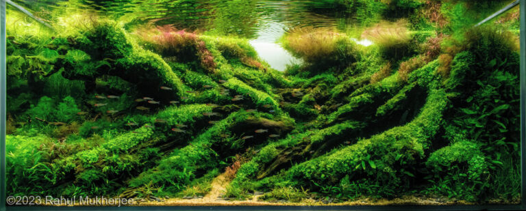 The Way Of The Water
