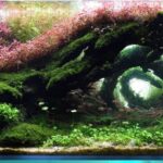 ‏Hypnotism - Aqua Plants Hub