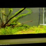 Two Realms - Aqua Plants Hub