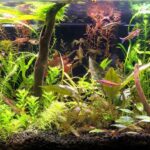 Boss Top Gang's Aquaforest - Boss Top Gang’s Aquaforest - Aqua Plants Hub