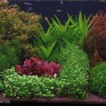 Radiant Meadows - Aqua Plants Hub