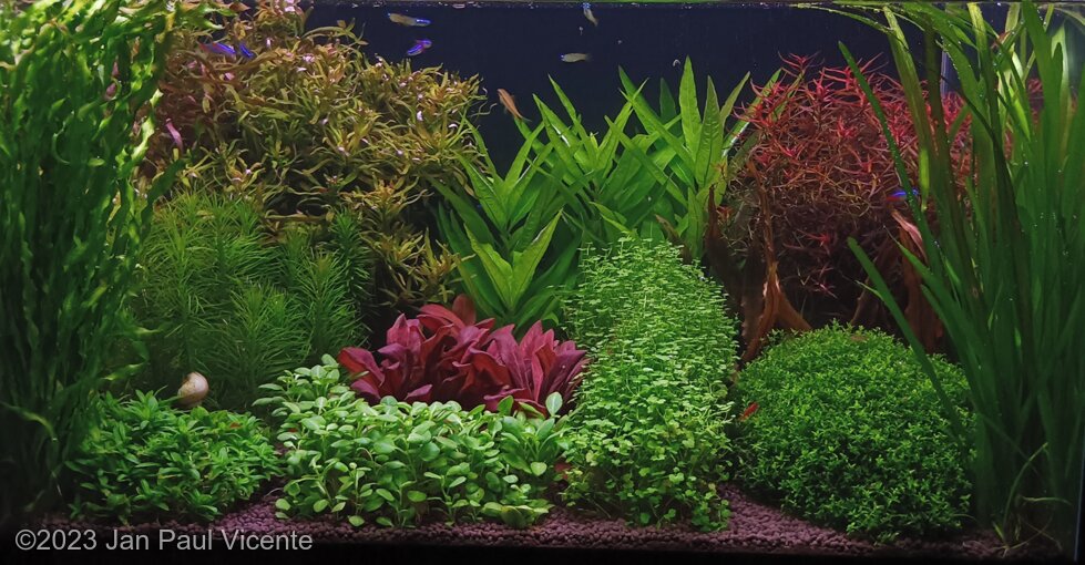 Radiant Meadows - Aqua Plants Hub