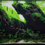 Everlasting - Aqua Plants Hub