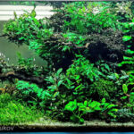 The valley of the blooming kualakuayan. - Aqua Plants Hub