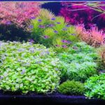 DREAM OF HEAVEN - Aqua Plants Hub