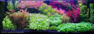 DREAM OF HEAVEN - Aqua Plants Hub