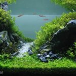 My silant trip - Aqua Plants Hub