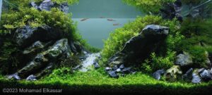 My silant trip - Aqua Plants Hub