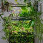 A piece of peace and balance - Aqua Plants Hub