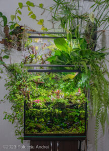 A piece of peace and balance - Aqua Plants Hub