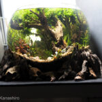 Forest in a Bowl - Aqua Plants Hub